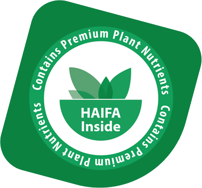 Haifa